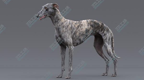 images/goods_img/20210312/3D model Greyhound (2) (Fur)/3.jpg
